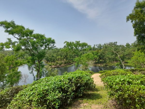 Discover Sreemangal: Bangladesh’s Tea Capital Awaits